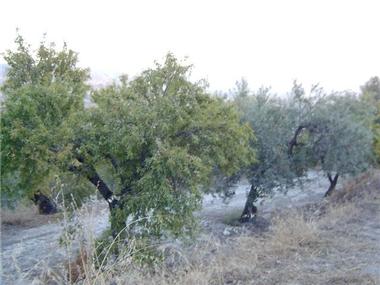 Land for sale in Balones (Valencia)