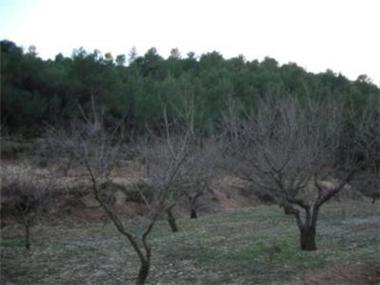 Land for sale in Gorga (Valencia)