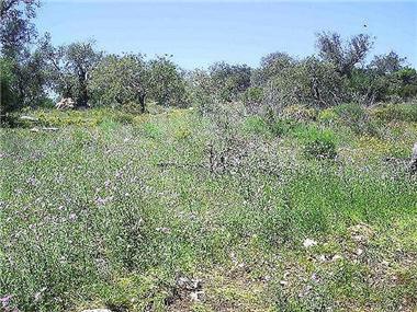 Land for sale in Ferreiras (Faro)