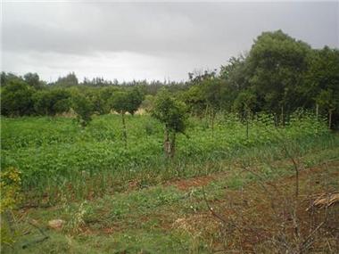 Land for sale in Luz (Faro)