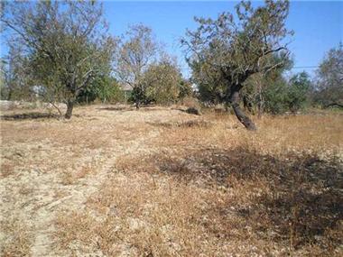 Land for sale in Santo Estevao (Faro)