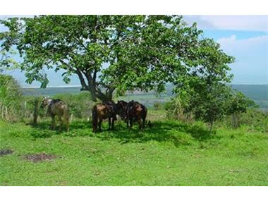 Land for sale in Dominical (Puntarenas)