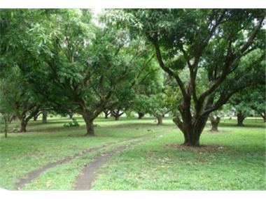 Land for sale in Orotina (Alajuela)