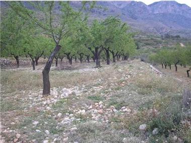 Land for sale in Gaianes (Valencia)