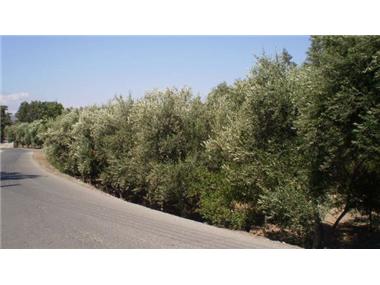Other for sale in Parekklisha (Larnaca)