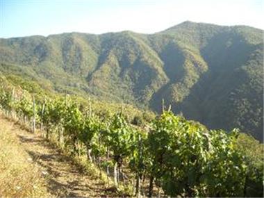 Barn for sale in Lucca (Tuscany)