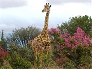 Land for sale in Uitenhage (Province of Eastern Cape)