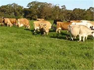 Land for sale in Port Alfred (Province of Eastern Cape)