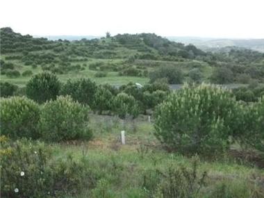 Land for sale in Azinhal (Faro)