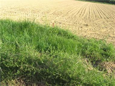 Land for sale in Barbazan-Debat (Midi-Pyrenees)