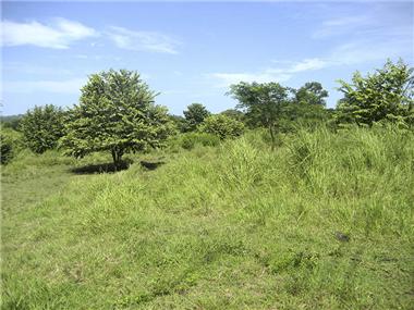 Land for sale in Huacas (Guanacaste)