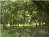 Land/Ruins for sale in Brasilito (Guanacaste)