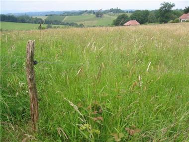Land for sale in Lucq-de-Bearn (Aquitaine)