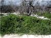 House/Villa for sale in Majahual (Sinaloa)
