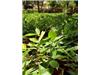Other for sale in Rama (Region Autonoma Atlantico Sur)