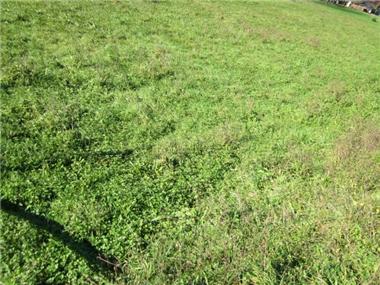 Land for sale in Barbazan-Debat (Midi-Pyrenees)