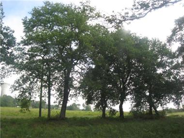 Land for sale in Bretagne-d'Armagnac (Midi-Pyrenees)