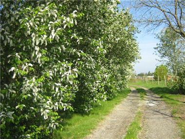 Villa for sale in Villaudric (Midi-Pyrenees)