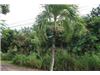 Land/Ruins for sale in Bois d'Orange (Gros-Islet)