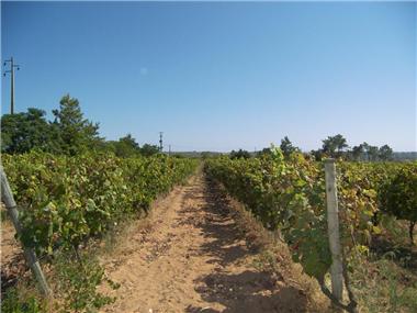 Miscellaneous for sale in Barao de Sao Joao (Faro)