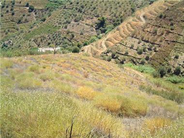Miscellaneous for sale in Frigiliana (Andalucia)