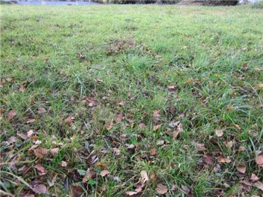 Land for sale in Barbazan-Dessus (Midi-Pyrenees)
