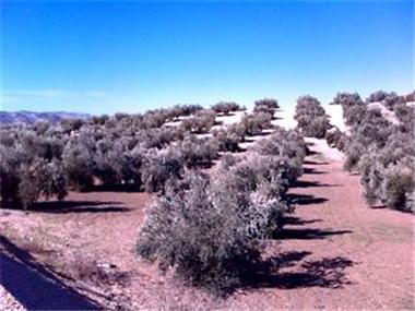 Farm for sale in Martos (Andalucia)