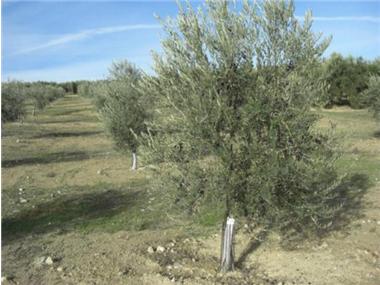 Projects / Investments for sale in Illora (Andalucia)