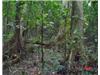 Land/Ruins for sale in Koro Island (Eastern)
