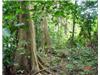 Land/Ruins for sale in Koro Island (Eastern)