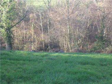 Land for sale in Lucq-de-Bearn (Aquitaine)