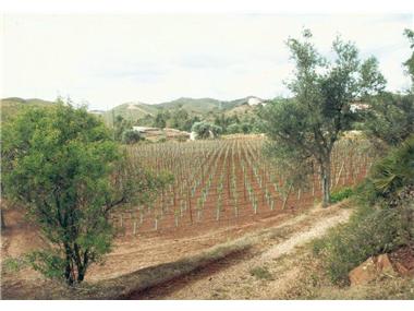 Plot Of Land for sale in Silves (Faro)