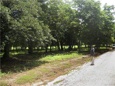 Land for sale in Brasilito (Guanacaste)
