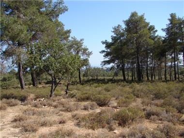 Land for sale in Souni (Limassol)