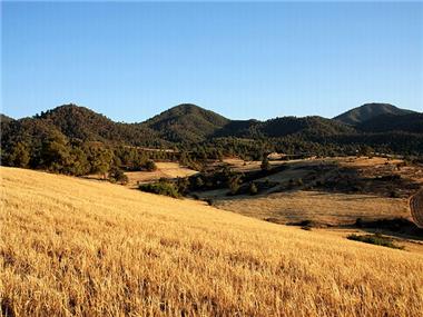 Land for sale in Nikitari (Nicosia)