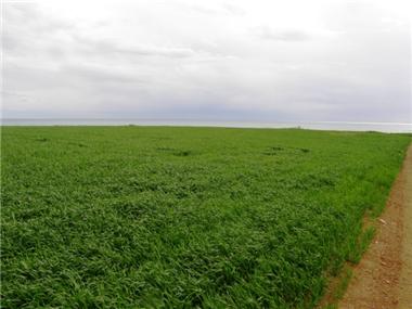 Land for sale in Sophtadhes (Larnaca)