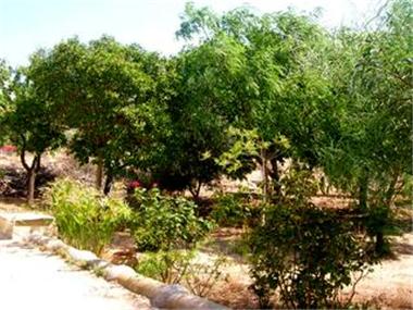 Villa for sale in Aspe (Valencia)