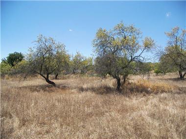 Plot for sale in Loule (Faro)