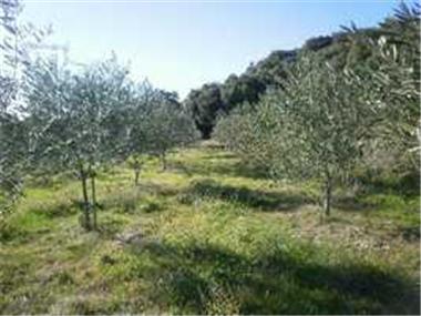 Vineyard for sale in Herault (Languedoc-Roussillon)