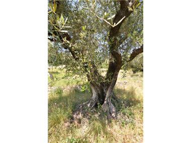 Land for sale in Tourrettes-sur-Loup (Provence-Alpes-Cote d'Azur)
