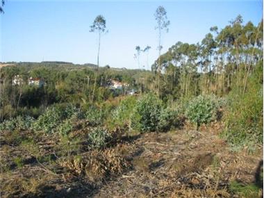Land for sale in Caldas da Rainha (Leiria)
