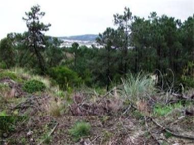 Land for sale in Obidos (Leiria)