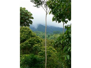 Land for sale in Uvita (Puntarenas)