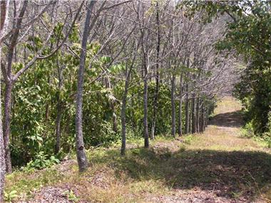 Land for sale in Dominical (Puntarenas)