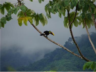 Land for sale in Dominical (Puntarenas)