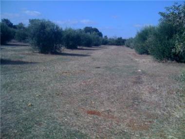 House/Villa for sale in Zibreira (Santarem)