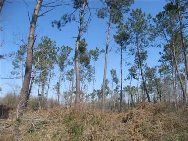 Land for sale in Toujouse (Midi-Pyrenees)