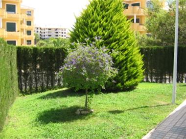 Apartment for sale in San Miguel de Salinas (Valencia)