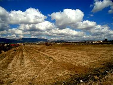 Land for sale in Crevillente (Valencia)