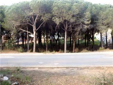 Building Plot for sale in El Madronal (Andalucia)